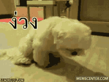 หมา ง่วง หลับ GIF - Dog Sleepy Fall Asleep GIFs