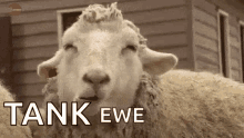 Sheep Ewe GIF - Sheep Ewe Chewing GIFs