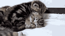 Lief Cat GIF - Lief Cat Lick GIFs