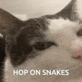 a close up of a cat 's face with the words hop on snakes above it