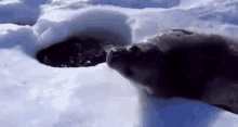 Seal Sea Doggo GIF - Seal Sea Doggo Captioned GIFs
