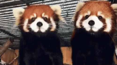 red pandas hugging
