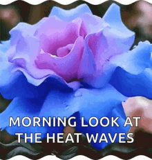 Good Morning Flowers GIF - Good Morning Flowers Waves GIFs