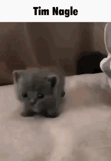 Tim Nagle Cat GIF - Tim Nagle Cat Kitten GIFs
