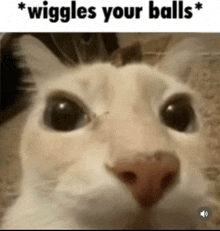 a close up of a cat 's face with the words wiggle your balls