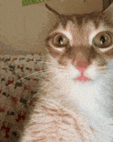 a close up of a cat with a pink nose