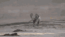 Elephant Excited GIF - Elephant Excited Running GIFs