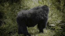 eating mountain gorillas survival dian fosseys legacy lives on short film showcase gorilla plucking leaf