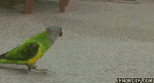 Bang Parrot GIF - Bang Parrot Playdead GIFs