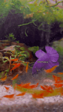 Bettaguy Purple GIF - Bettaguy Betta Purple GIFs