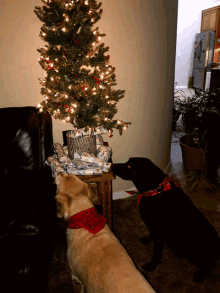 Christmas Dogs GIF - Christmas Dogs Christmas Tree GIFs