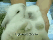 Bunny Kisses Are Cute GIF - Rabbit Bunnies I Give You Kisses GIFs