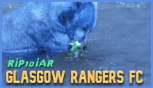 Rangers Gers GIF - Rangers Gers Bears GIFs