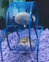 a hamster is sitting in a blue wheel
