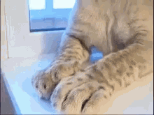 Babybigcat Lion GIF - Babybigcat Cat Lion GIFs