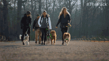 Out For A Walk The Pack GIF - Out For A Walk The Pack Walking Dogs GIFs