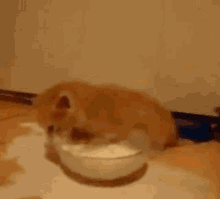 Kitten Milk GIF - Kitten Milk Ginger GIFs