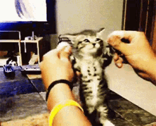 Happy Cat GIF - Happy Cat Animal GIFs