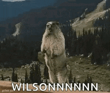 a groundhog is standing on its hind legs in front of a mountain range .