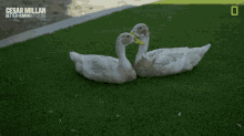 Duck Couple Cesar Millan Better Human Better Dog GIF