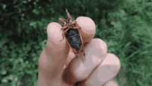 bug bugs helpless insect insects