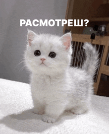 a small white kitten is sitting on a white blanket with the words " pacmotpew " written below it