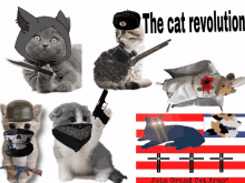 Cat Revolution GIF - Cat Revolution War GIFs