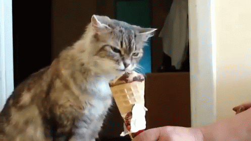 Cat Eating Ice Cream, And She Loves It. GIF - Cute Cat Icecream ...