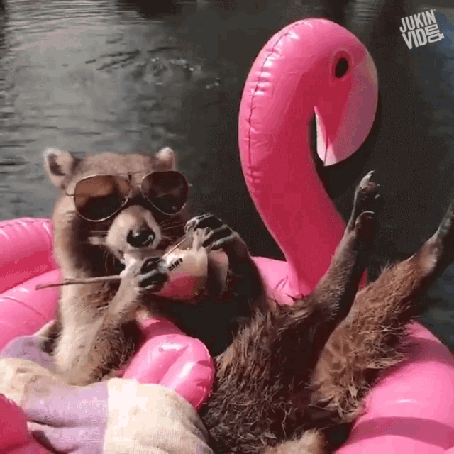 Raccoon pool sale float