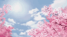 flowers sakura cherry blossom