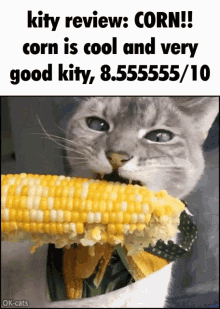 Kity Review Corn GIF - Kity Review Corn Meme GIFs