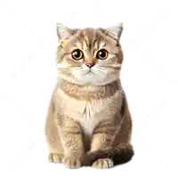 a cat is sitting down and looking at the camera with a white background