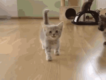 Pay Attention To Me! GIF - Munchkincat Meow Kitten GIFs
