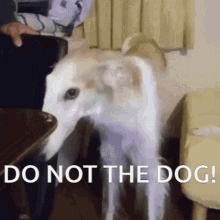 Do Not The Dog Dog GIF - Do Not The Dog Dog Borzoi GIFs