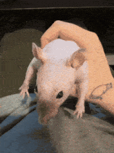 Hippo Dance Rat Dance GIF - Hippo Dance Rat Dance Naked Rat Dance GIFs