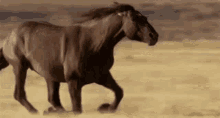 Horse Running GIF - Horse Running Fast GIFs