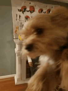 Dogs Who Cares GIF