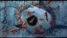 a shark is surrounded by goldfish in the ocean .