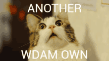 a cat looking up with the words another wdam own below it