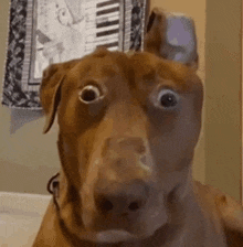 Kyuhyun Dog GIF - Kyuhyun Dog Shocked GIFs