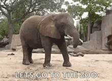 Zoo Zoo Animals GIF - Zoo Zoo Animals Elephant GIFs
