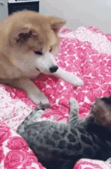 a dog and a kitten are laying on a bed .