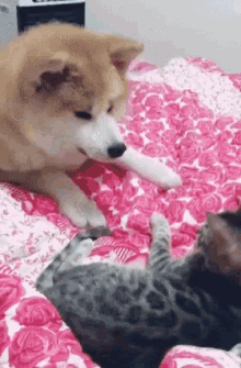 за_язык Dogs GIF - за_язык Dogs Cats GIFs