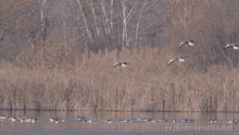 Greylag Goose Fly GIF - Greylag Goose Fly Birds GIFs