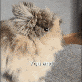 a close up of a furry animal with the words " you and " written on the bottom