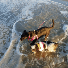 dogs beach