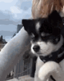 Puppy Bicycle GIF - Puppy Bicycle Doggy Paddle GIFs