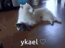 Ykael GIF - Ykael GIFs