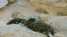 Take A Rest Wild Cats Of India GIF - Take A Rest Wild Cats Of India Big Cat Kingdom GIFs