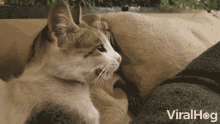 Tongue Out Cat GIF - Tongue Out Cat Cute GIFs